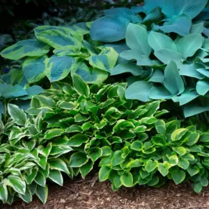 Hosta Bare Root Plant Mix 10-30 Count – Summer Blooms in Shade - Image 1