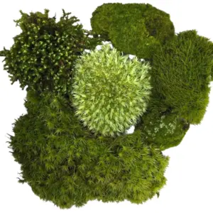 Live Terrarium Moss Assortment - Fresh Forest Varieties for Fairy Gardens, Vivarium, 6x9 Bag - Image 1