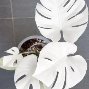 Monstera White Moon Starter Plant – Live Rare Aroid Houseplant - Image 1