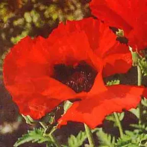 Oriental Poppy 'Brilliant Red' Live Plant - Zone 3-8, 30" Tall, Full Sun - Image 1